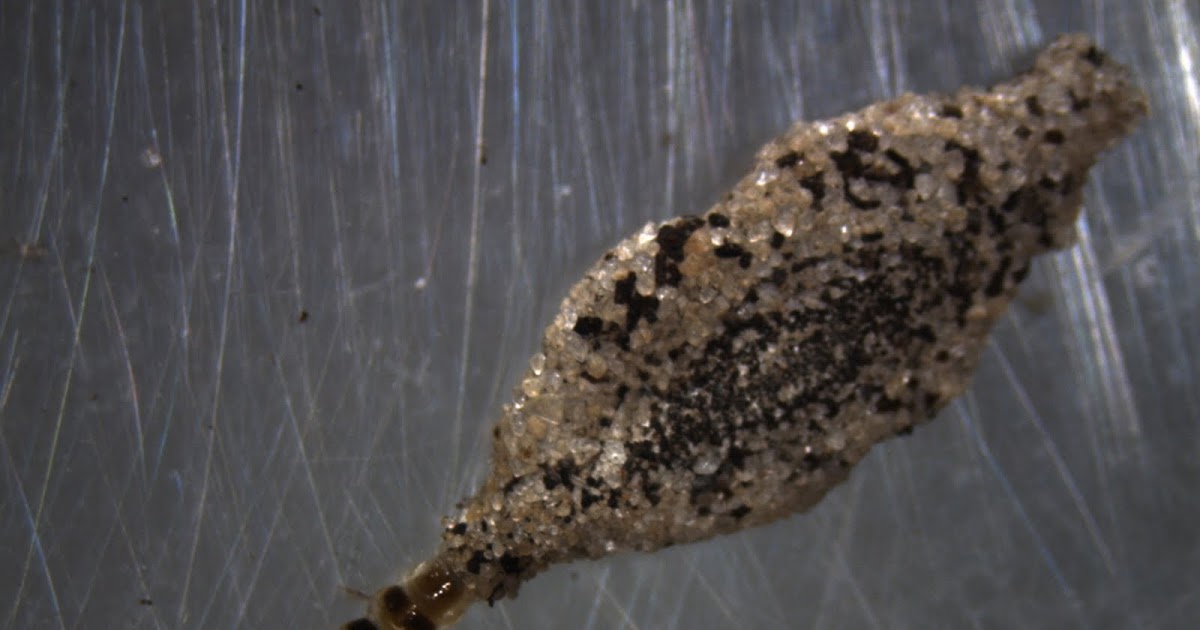 Plaster bagworm deals